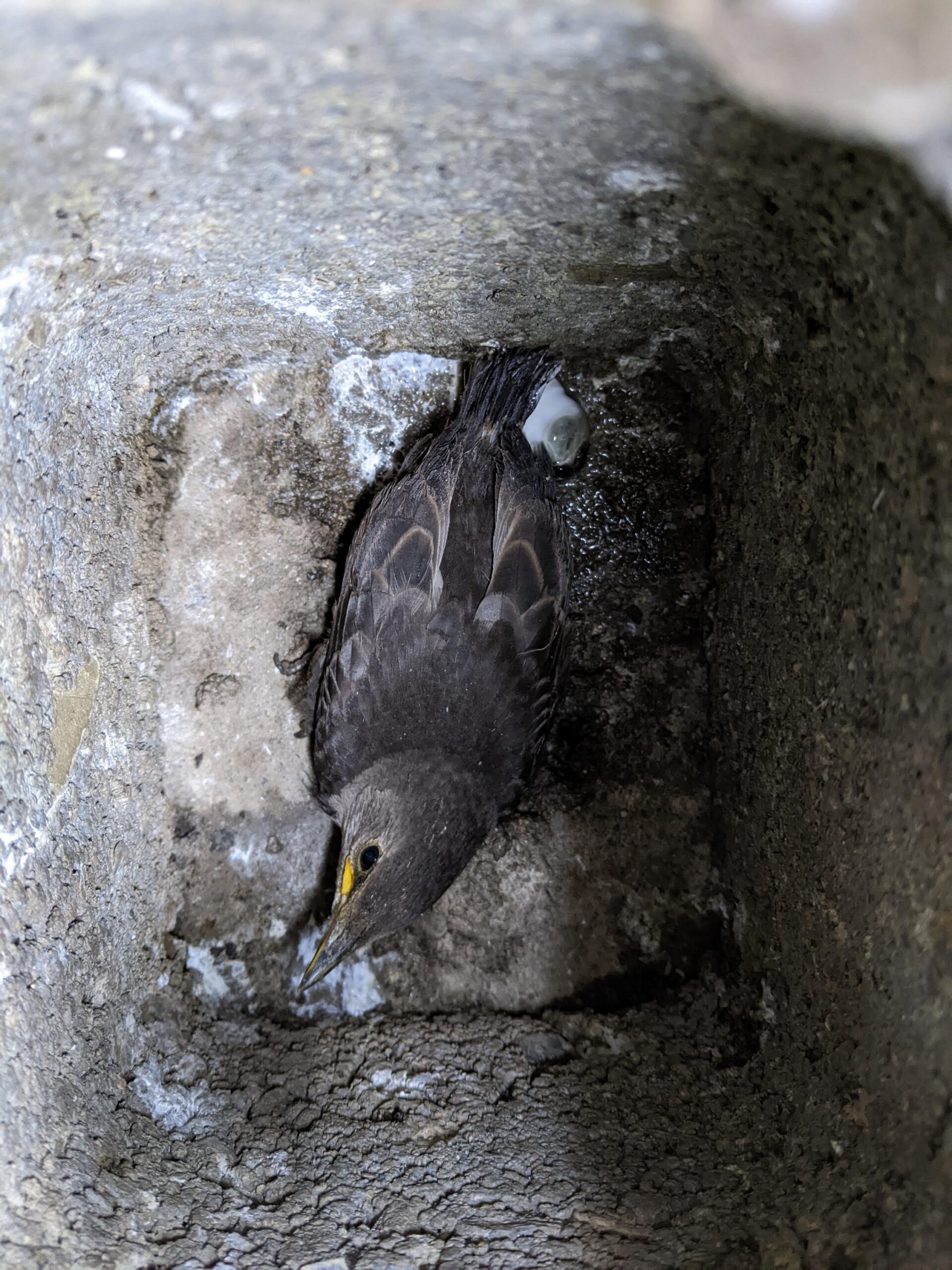 K found a starling nest in a very unusual place ??