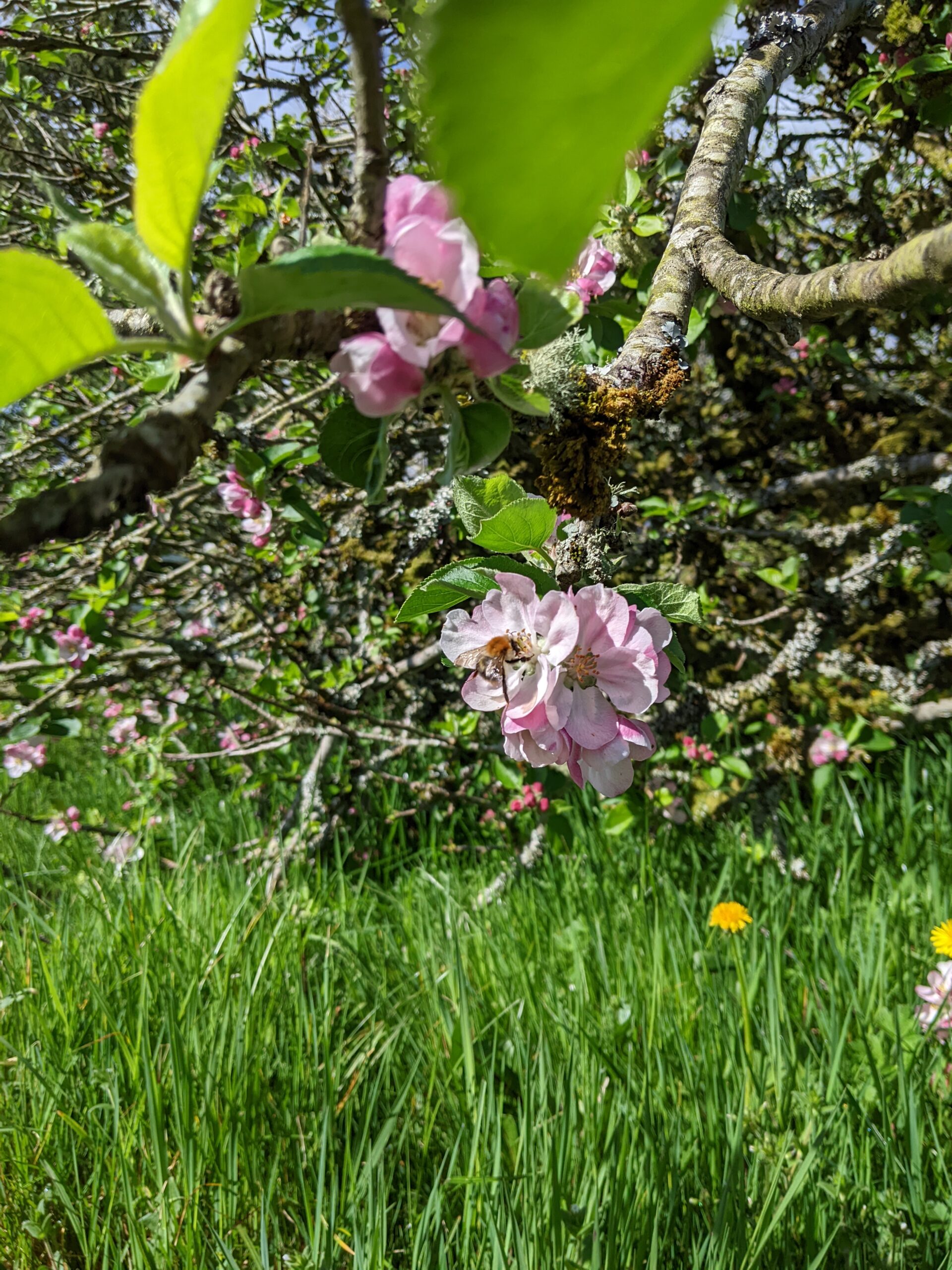 The fallen apple is blossoming ???